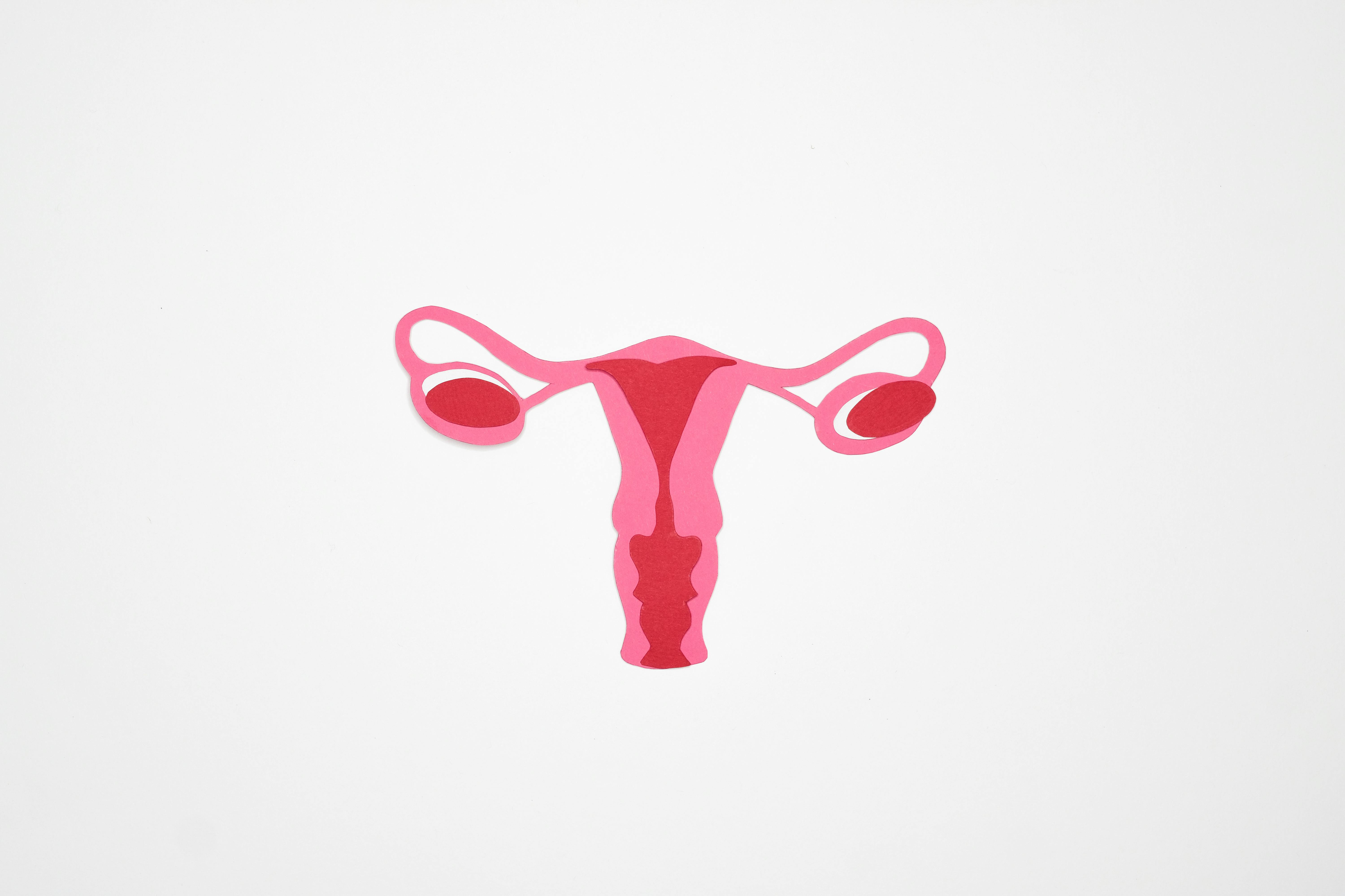 menstrual cycle system